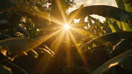 A captivating scene of sunlight filtering through vibrant banana plant leaves at dawn, showcasing nature's beauty and tranquility in a lush landscape.の素材