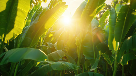 This vibrant image captures the beauty of lush banana leaves drenched in bright sunlight, creating a serene tropical atmosphere.の素材