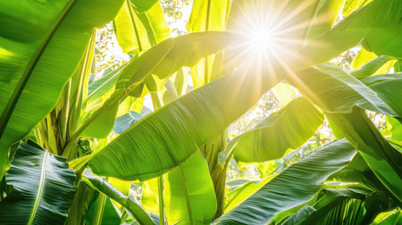 Experience the beauty of lush banana leaves illuminated by sunlight, creating a serene atmosphere in a tropical environment.の素材