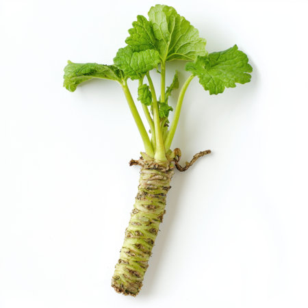 This image features a fresh wasabi root with vibrant green leaves, showcasing its natural beauty. Perfect for culinary use or healthy cooking inspiration.の素材