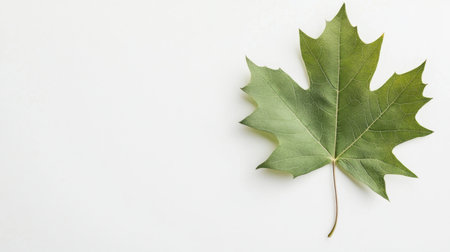 A stunning fresh green maple leaf isolated against a clean white background. Perfect for nature themes, design projects, and botanical illustrations.の素材