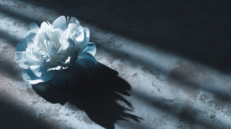 A stunning white flower rests on a gray surface, bathed in soft natural light that casts gentle shadows, creating a serene and artistic atmosphere.の素材