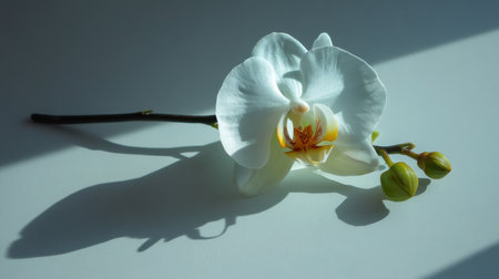 A stunning white orchid flower gracefully lies on a neutral background, beautifully illuminated by natural light, showcasing its delicate petals and serene shadows.の素材