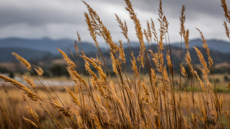 The image showcases a field of golden grasses swaying gently against a dramatic stormy sky, creating a peaceful nature scene with rich colors.の素材