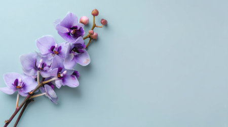 This stunning image showcases a beautiful orchid flower arranged on a soft blue background, ideal for nature-focused creative projects and floral themes.の素材