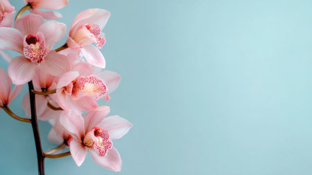 Delicate pink orchid flowers beautifully arranged against a soft blue background create a serene and elegant atmosphere, perfect for nature lovers.の素材