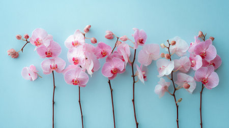A stunning display of delicate pink orchids set against a soft blue background, offering inspiration for floral designs and home decor aesthetics.の素材