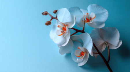 This striking image features elegant white orchid flowers gracefully arranged against a soft blue background, showcasing their beauty and delicate form.の素材