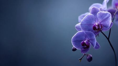 This stunning close-up image showcases elegant purple orchid blooms set against a soft blue background. The combination offers a serene and tranquil atmosphere, perfect for nature lovers and floral enthusiasts.の素材