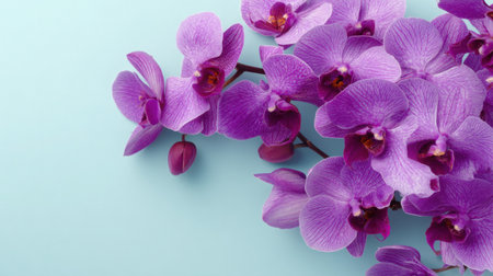 Explore the exquisite beauty of vibrant purple orchid blossoms set against a soft pastel blue background, perfect for floral aesthetics and design inspiration.の素材