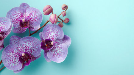 This stunning image showcases vibrant purple orchids against a calming pastel blue background, perfect for floral themes or relaxation concepts.の素材