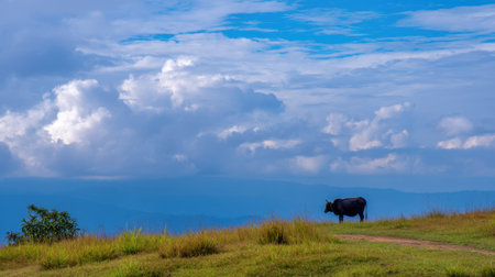 A solitary cow stands peacefully on a lush green hill under a vast blue sky adorned with fluffy white clouds, capturing the essence of rural tranquility.の素材