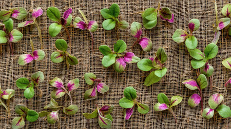 A collection of fresh green and pink leaves arranged on natural burlap texture, perfect for backgrounds, floral designs, and nature-inspired projects.の素材