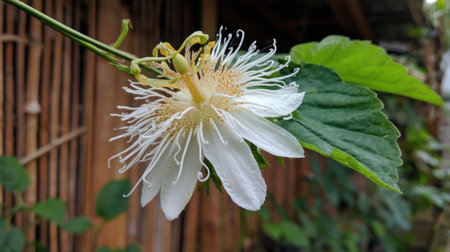 This close-up image features a stunning white flower with delicate filaments, surrounded by lush greenery, showcasing nature's beauty in a serene garden setting.の素材