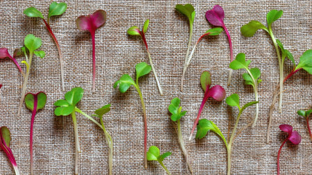 Explore the beauty of fresh microgreens showcasing vibrant green and pink colors against a textured linen background. Perfect for culinary purposes.の素材