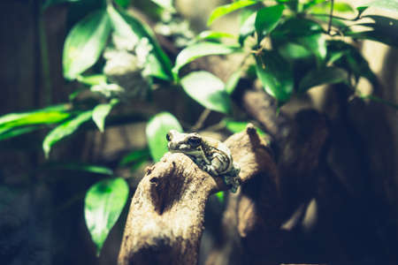 Frog on Tree Branchの写真素材
