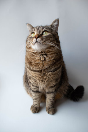striped gray cat close upの写真素材