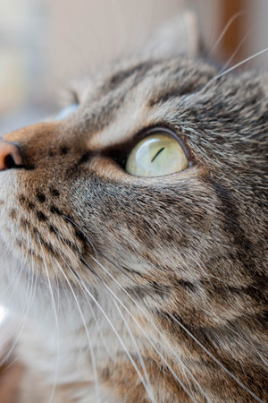 British striped cat lying on a window sill, looking out the window