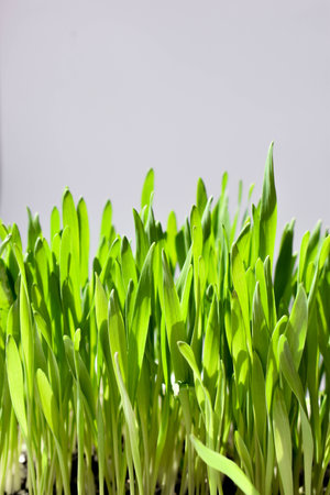 Isolated cat grass or wheat grass in a small container. Young sprouted grass for indoor cats to...