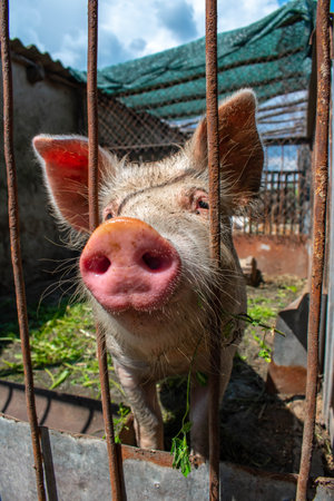 A pig in a pen in the countryside. The concept of homesteading.