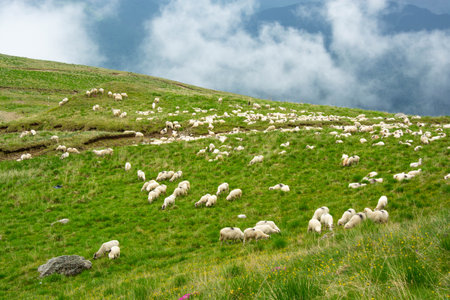 Panoramic shot of sheep grazing in green meadows with mountains in the background.