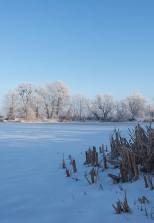 Landscape With Snowy Trees. Frozen Lake.の写真素材