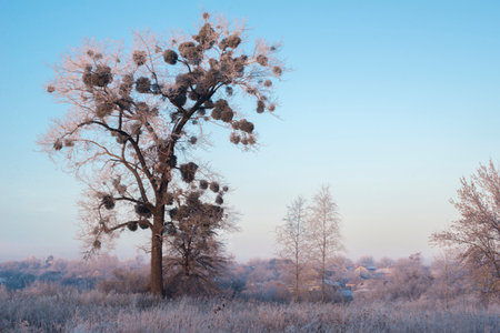winter sunrise and a tree on a slope. Fantastic winter landscape. frozen snowy trees at sunrise. Christmas holiday backgroundの写真素材