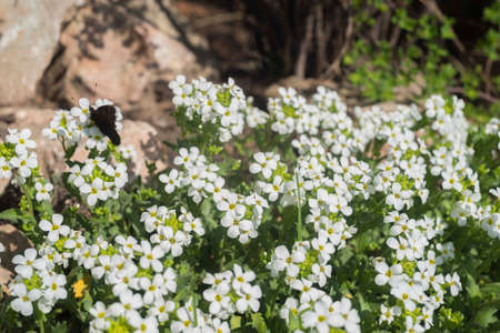 White flowers of arabis in spring garden. White blooming flowers. Spring flowers with butterfly on it. Natural spring background.の写真素材