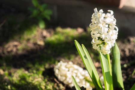 Colorful multicolored flower, spring summer in Sunny garden in sunlight on nature outdoors.の写真素材