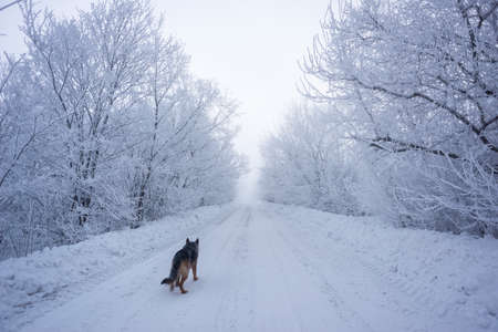 Traveling with a pet, Hiking. Running german shepherd dog. dog in nature. Beautiful forest, light, suns. dog in winter in the snow.の写真素材