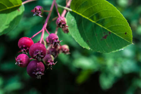 berry delicious on deciduous shrub. natural background.