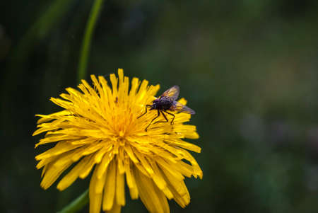 Beautiful wildflowers on a green meadow. Warm summer evening. Beautiful rural landscape with sunrise and open meadow flowers bloom in the spring fields. Wild flowers blooming in the sunset Summer scene viewの写真素材