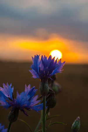 Beautiful wildflowers on a green meadow. Warm summer evening. Beautiful rural landscape with sunrise and open meadow flowers bloom in the spring fields. Wild flowers blooming in the sunset Summer scene viewの写真素材