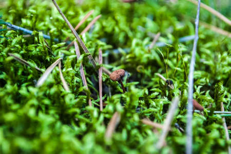 Mushrooms False honey fungus on a stump in a beautiful autumn forest.group fungus in autumn forest with leaves.Wild mushroom on the spruce stump. Autumn time in the forest.の写真素材