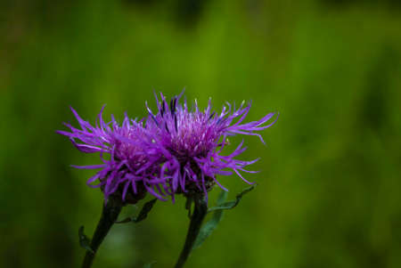 Beautiful wildflowers on a green meadow. Warm summer evening. Beautiful rural landscape with sunrise and open meadow flowers bloom in the spring fields. Wild flowers blooming in the sunset Summer scene viewの写真素材