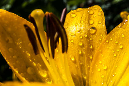 A bouquet of lilies. Mother's Day, Women's Day, Valentine's Day or Birthday. Beautiful lily. Lily at the cottage in the garden.Close-up. Natural background.の写真素材
