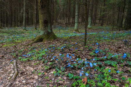 Violet blue fower. creative fine art concept. A close up of the flowers with drops of dew on petals. Wild forest. Nature backgroundの写真素材