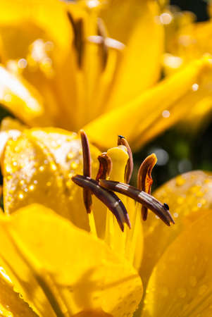 A bouquet of lilies. Mother's Day, Women's Day, Valentine's Day or Birthday. Beautiful lily. Lily at...