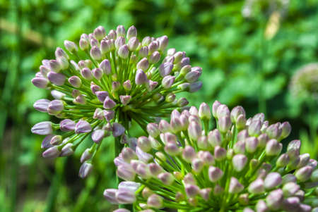 Organic vegetables. Fresh vegetable. making a salad. Raw Fresh Organic Green Vegetablesの写真素材