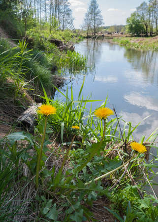 Beautiful wildflowers on a green meadow. Warm summer evening. Beautiful rural landscape with sunrise and open meadow flowers bloom in the spring fields. Wild flowers blooming in the sunsetの写真素材