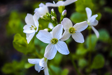 Beautiful wildflowers on a green meadow. Warm summer evening. Beautiful rural landscape with sunrise and open meadow flowers bloom in the spring fields. Wild flowers blooming in the sunset Summer scene viewの写真素材