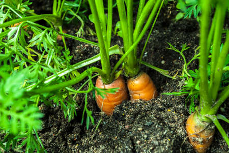 Organic vegetables. Fresh vegetable. making a salad. Raw Fresh Organic Green Vegetablesの写真素材