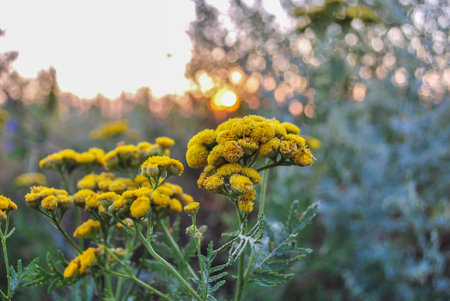 Beautiful wildflowers on a green meadow. Warm summer evening. Beautiful rural landscape with sunrise and open meadow flowers bloom in the spring fields. Wild flowers blooming in the sunset Summer scene viewの写真素材