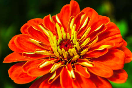 Beautiful wildflowers on a green meadow. Warm summer evening. Beautiful rural landscape with sunrise and open meadow flowers bloom in the spring fields. Wild flowers blooming in the sunsetの写真素材