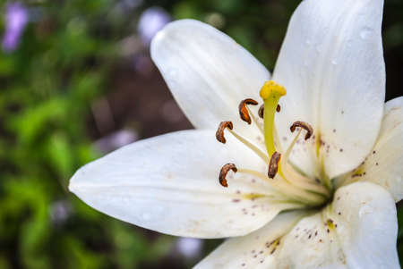 Mother's Day, Women's Day, Valentine's Day or Birthday. Beautiful lily. Lily at the cottage in the garden.Close-up. Natural background.の写真素材