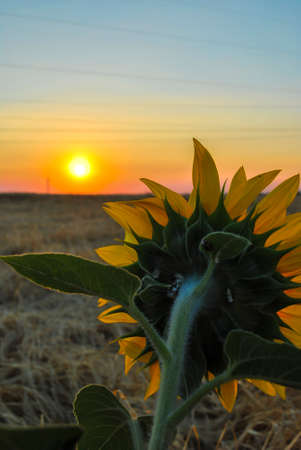 Sunflower natural background. Sunflower blooming. Close-up of sunflower. Sunflowers field and sunset skyの写真素材