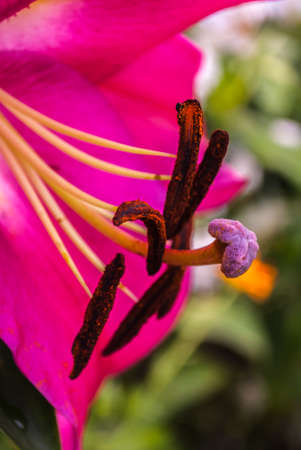 Mother's Day, Women's Day, Valentine's Day or Birthday. Beautiful lily. Lily at the cottage in the garden.Close-up. Natural background.の写真素材