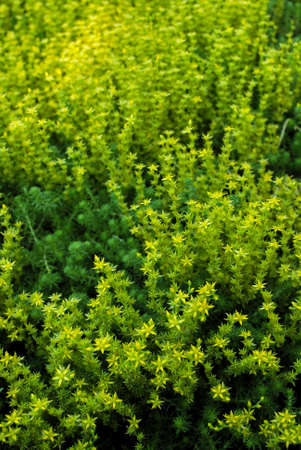 Beautiful wildflowers on a green meadow. Warm summer evening. Beautiful rural landscape with sunrise and open meadow flowers bloom in the spring fields. Wild flowers blooming in the sunsetの写真素材