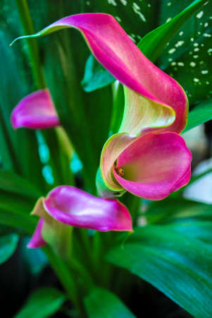 calla, perennial, flowering plants in the family. Interior foto. Colorful calla lily flowers meadow Spring nature background for graphic and card designの写真素材