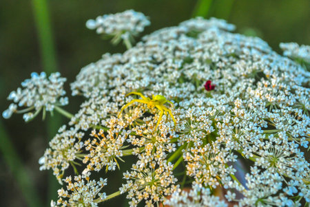 Beautiful wildflowers on a green meadow. Warm summer evening. Beautiful rural landscape with sunrise...